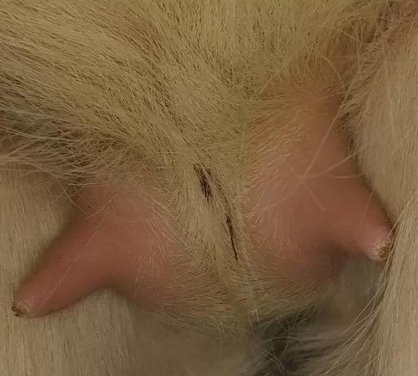 Вопросы из чатов: что с выменем у козы?