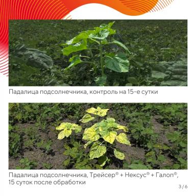 «Вредный объект? У «Августа» ответ!» – падалица подсолнечника в посевах сои