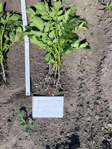 СИПКАМ РУС - ДОКТОР УЖЕ ЗДЕСЬ!