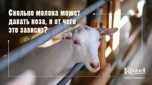 Сколько молока может давать коза и от чего это зависит?