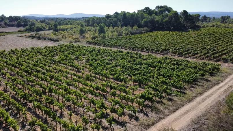 Исторический экскурс в биодинамику