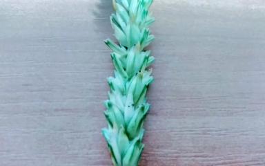 Вопросы из чатов: что за болезнь?