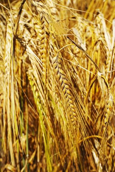 Паустиан (PAUSTIAN) сорт ярового ячменя