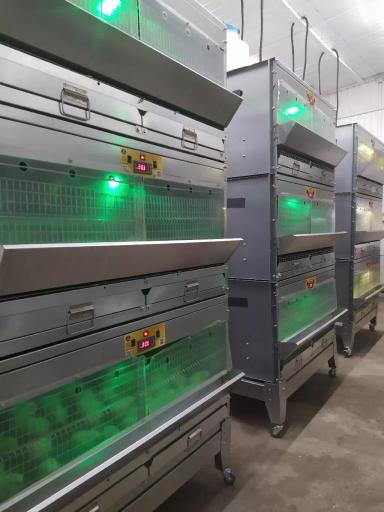 Суточный бройлер поставлен на подращевание.