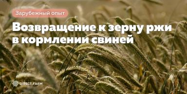 Возвращение к зерну ржи в кормлении свиней