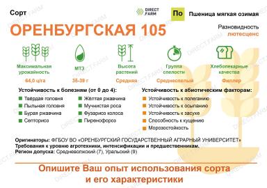 Оренбургская 105 сорт мягкой озимой пшеницы