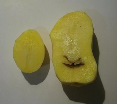 Влияние высокой дозы азотных удобрений на дуплистость клубней картофеля.