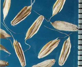 Лисохвост полевой (мышехвостиковидный)