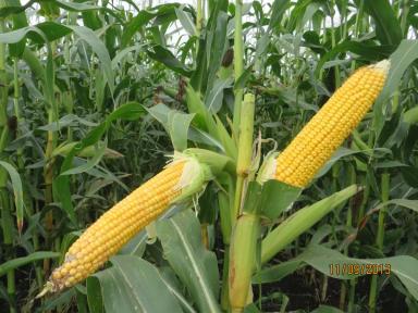 Родник 179 СВ - гибрид кукурузы ( Zea mays L.).