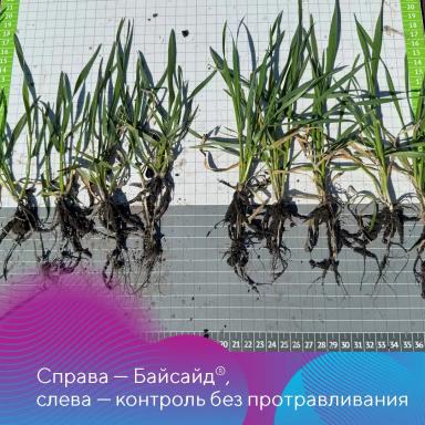 Протравители для зерновых культур для озимого сева