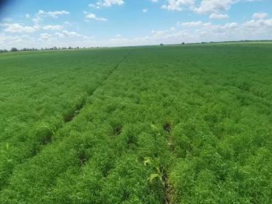 Лира чечевица