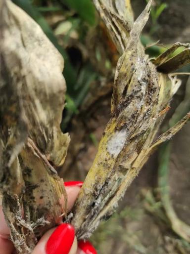 Деструкторы стерни: эффективность биопрепаратов компании BIONA