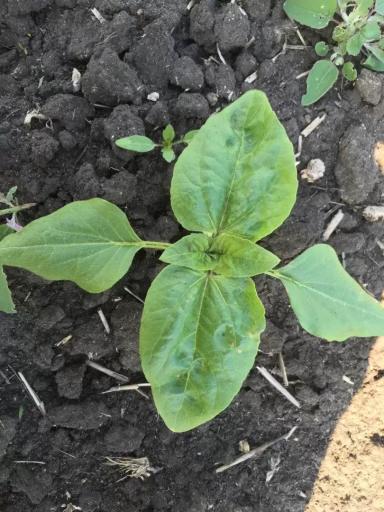 Причины пятен на листьях подсолнечника