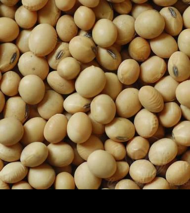 Соя "сильные семена"