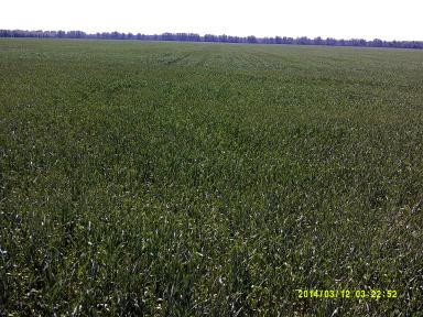 Подзимний посев миф или реальность.