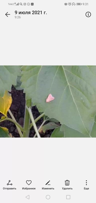 Что За Вредитель? 