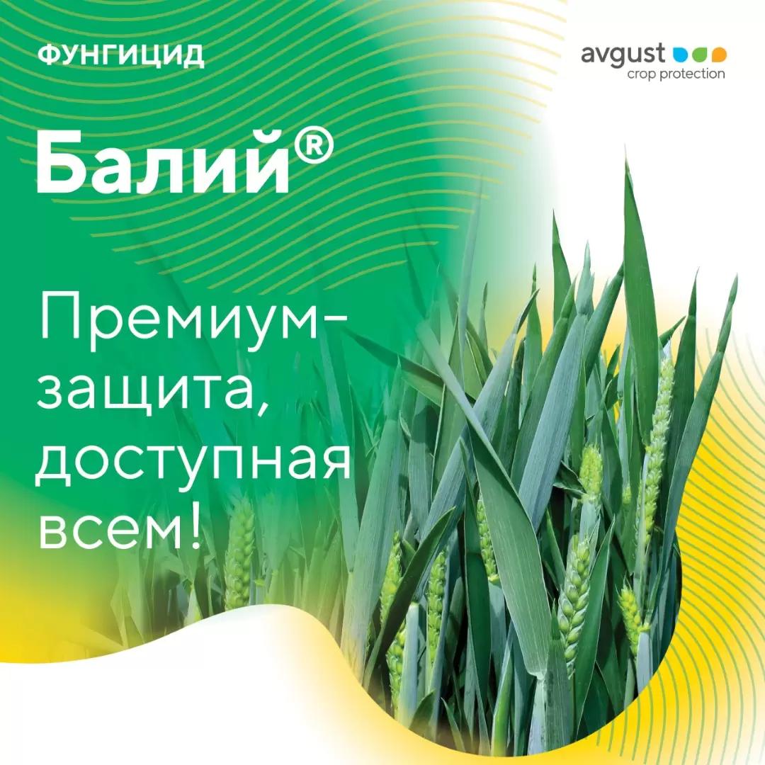 Высокоэффективная защита зерновых от болезней
