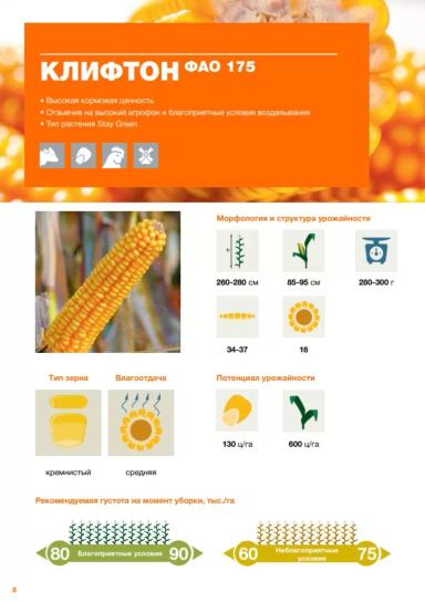Клифтон ® - гибрид кукурузы ( Zea mays L.). Раннеспелый. ФАО (175).