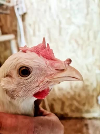 Вопросы из чатов: что за нарост у кур?