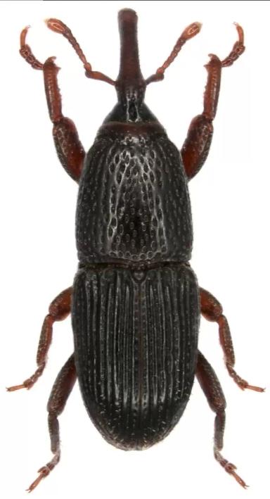 Долгоносик амбарный