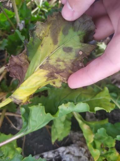 Болезнь сахарной свеклы.