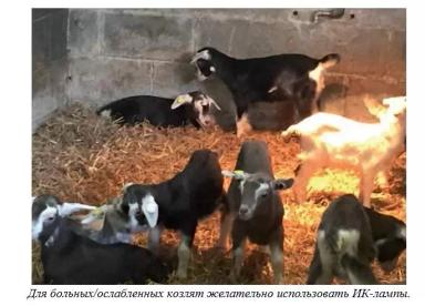 Харвуд – "Ветеринарное руководство по здоровью и благополучию коз". Гл. 8., ч. 2