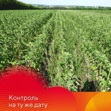 Химпрополка подсолнечника