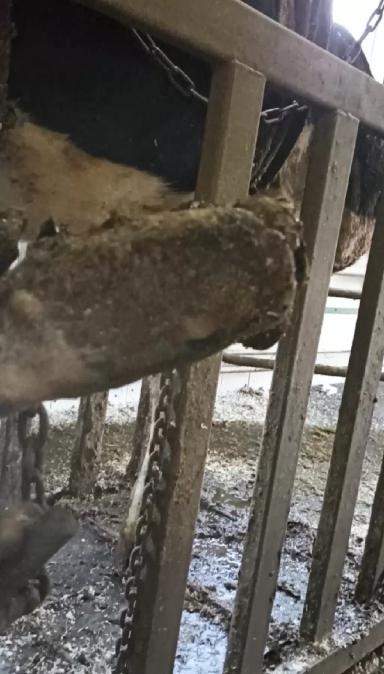 Торцовые копытца