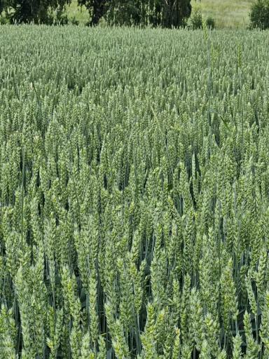 КВС Торридон  (KWS TORRIDON)