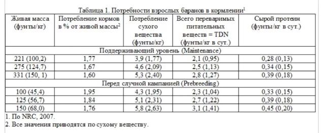 Кормление баранов для успешного воспроизводства