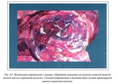 Вегад - Атлас болезней птицы. Ч. 8. Колибактериоз