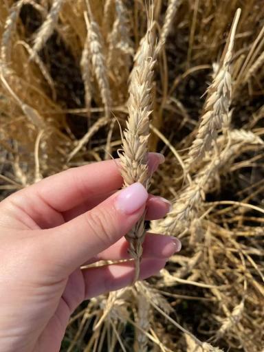 Демоопыты в АО ВЗП «Северное Алексеевское»