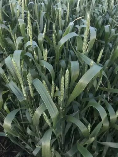 Фунгицидная обработка в фазу цветения пшеницы