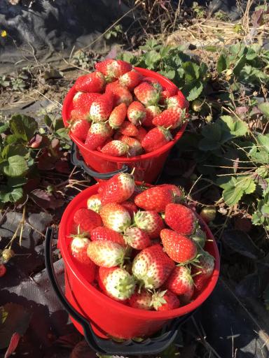 Клубника сладкая 