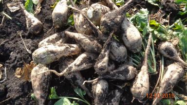 Сравнение гибридов сахарной свеклы