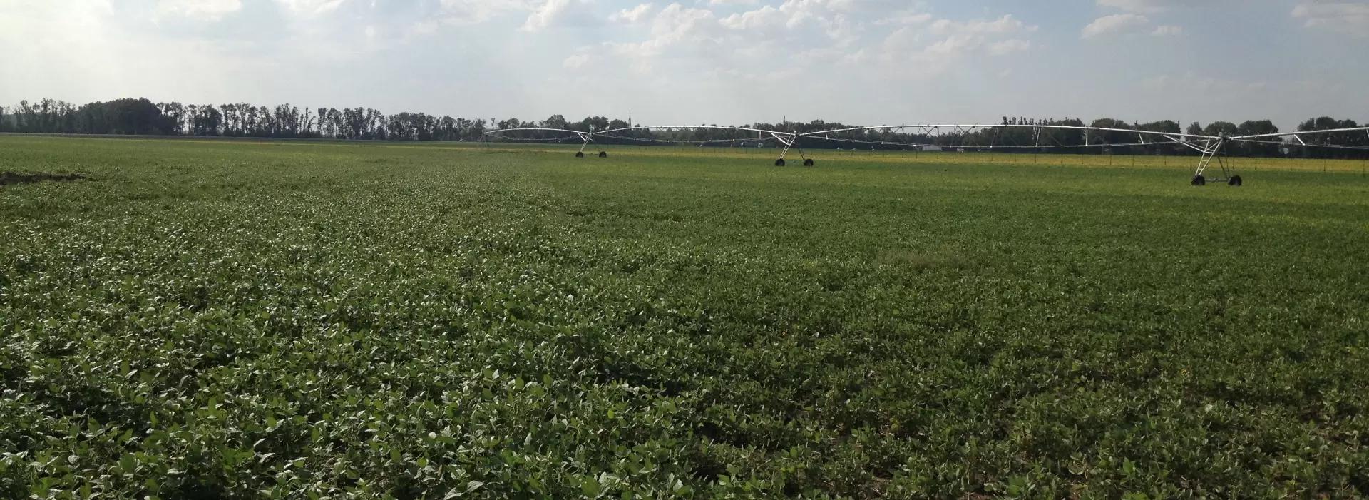 ОРОШЕНИЕ БУДЕТ В ТРЕНДЕ?