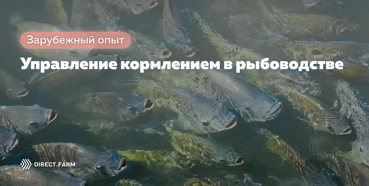 Управление кормлением в рыбоводстве