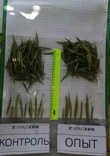 Листовые подкормки продуктами SOLAR NPK micro. Результаты опыта