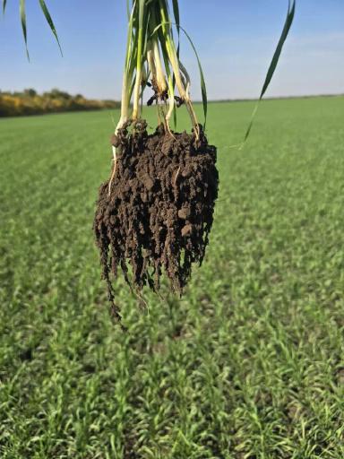 Обработка озимой пшеницы Фуроланом