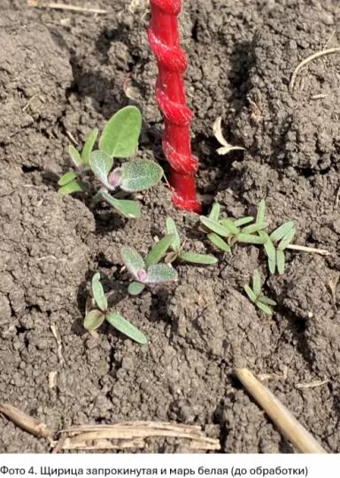 Долгосрочные инвестиции в чистоту полей по технологии КОНВИЗО® СМАРТ