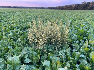 Долгосрочные инвестиции в чистоту полей по технологии КОНВИЗО® СМАРТ