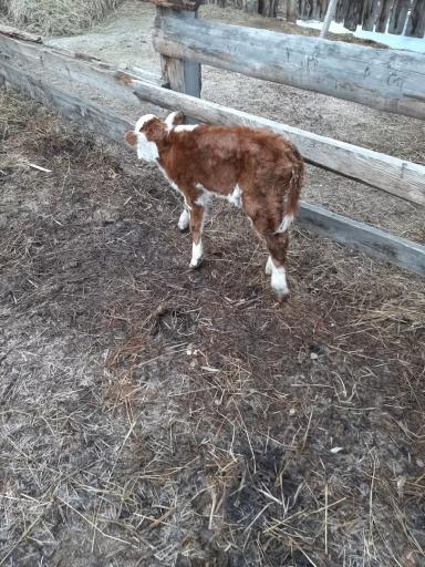 Вопросы из чатов: как лечить теленка с диареей?