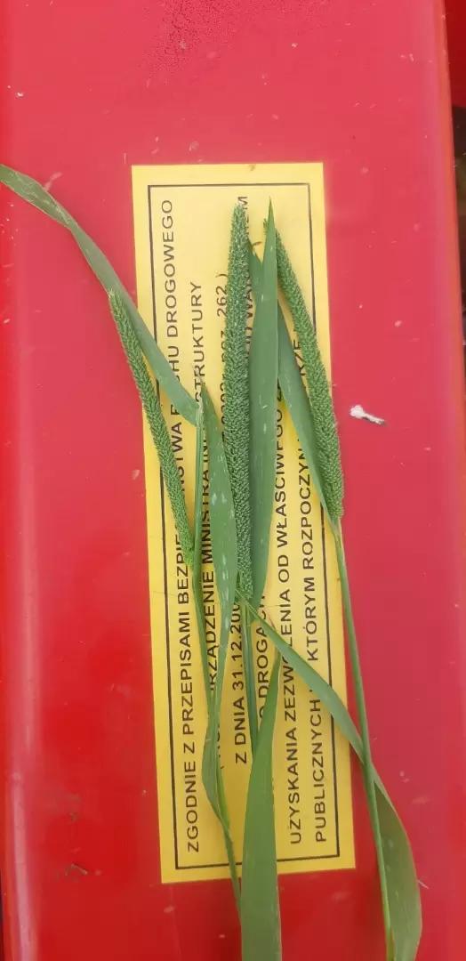 Вопросы из чатов: что за сорняк?