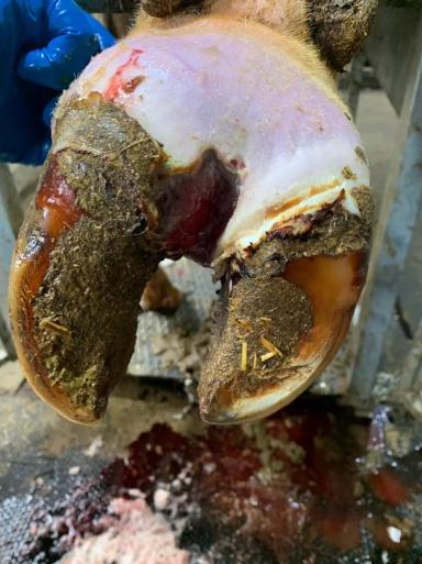 Лечение копыт: ампутировать, нельзя сдавать