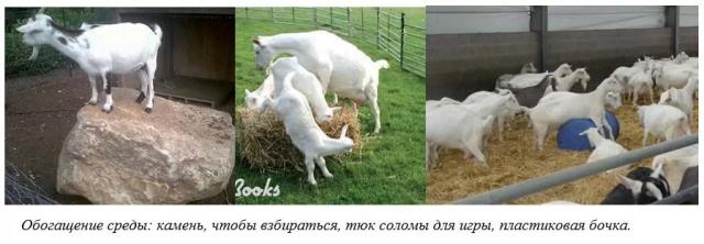 Харвуд – "Ветеринарное руководство по здоровью и благополучию коз". Глава 1.