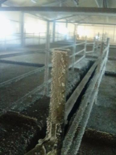 Мегаферма в агрохолдинге