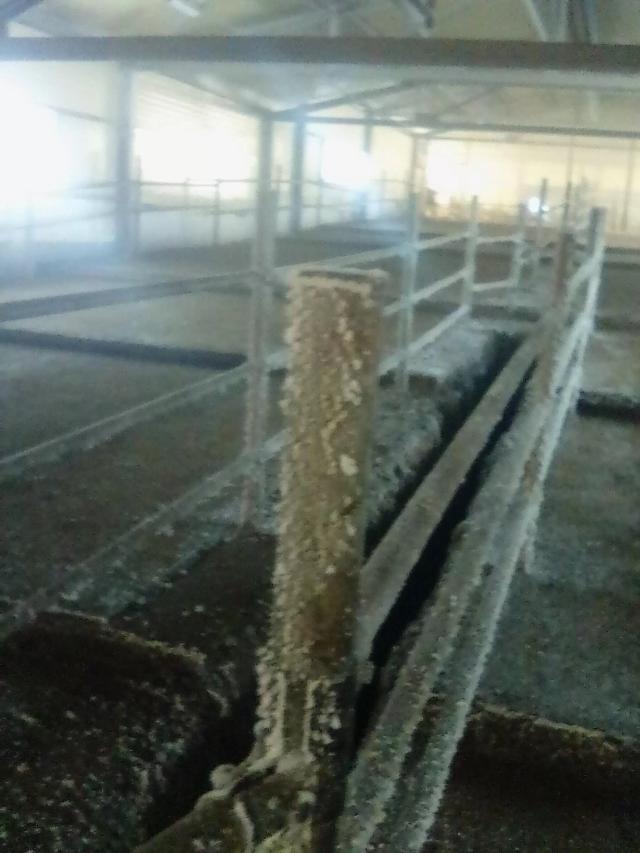 Мегаферма в агрохолдинге