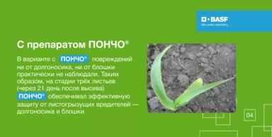 Эффективность ПОНЧО® против листогрызущих вредителей