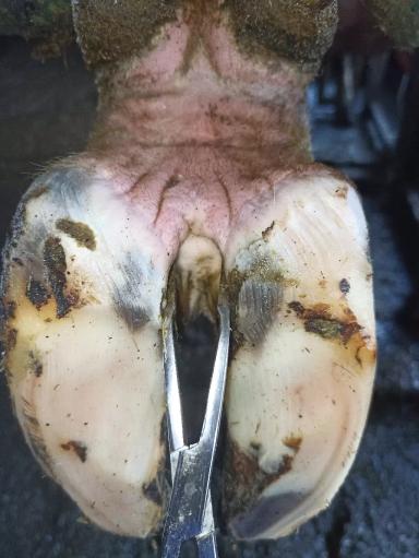 Пальцевый дерматит