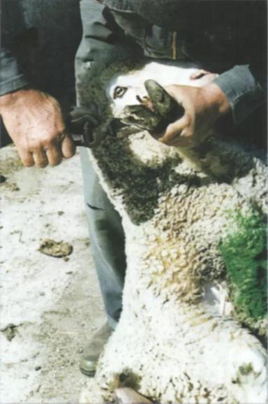 Дюдэ – Овцеводство. Гл. 18. Здоровье стада. Часть 1